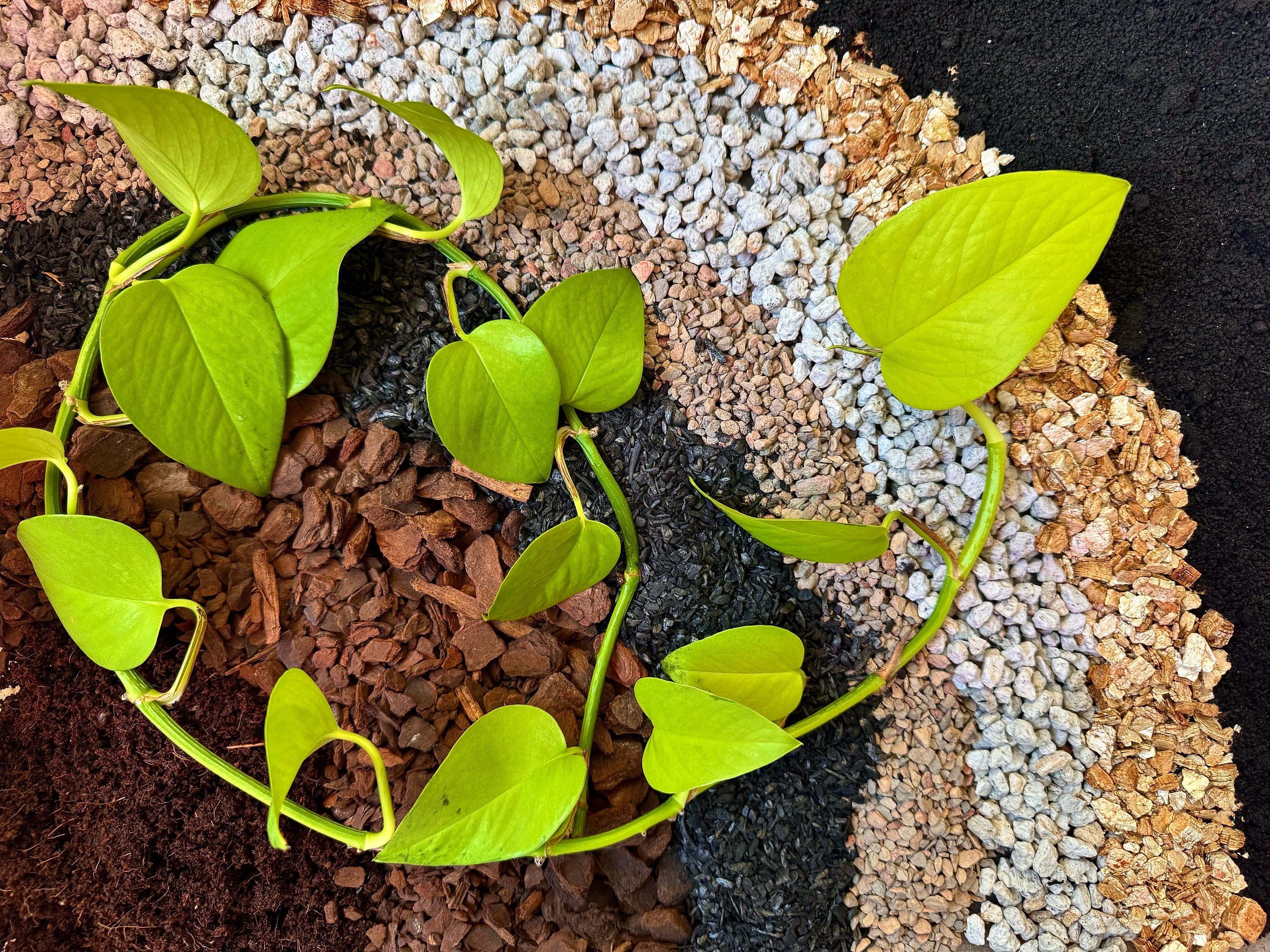 philodendron scherberichii Philodendron scherberichii