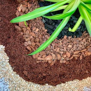 May include: A close-up of a plant with green leaves growing in a pot with different layers of soil. The soil is a mix of brown, white, and black.