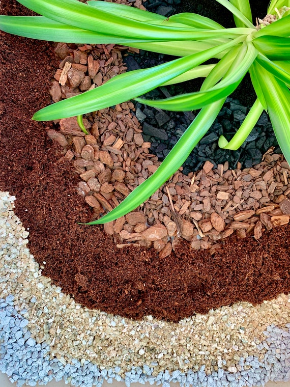 Buy Spider Plant Potting Mix Online in India - Etsy