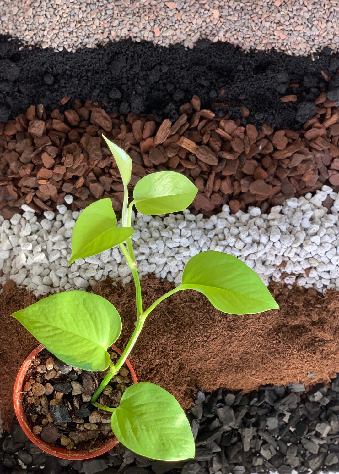 Pothos Potting Mix Etsy