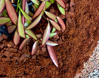 Hoya Potting Mix