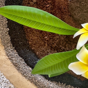 Plumeria Potting Mix