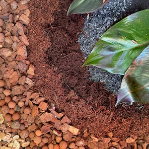 May include: Close-up of a plant with large, green leaves with pink variegation. The plant is potted in a mix of brown soil, bark chips, and small, round, terracotta-colored pebbles.