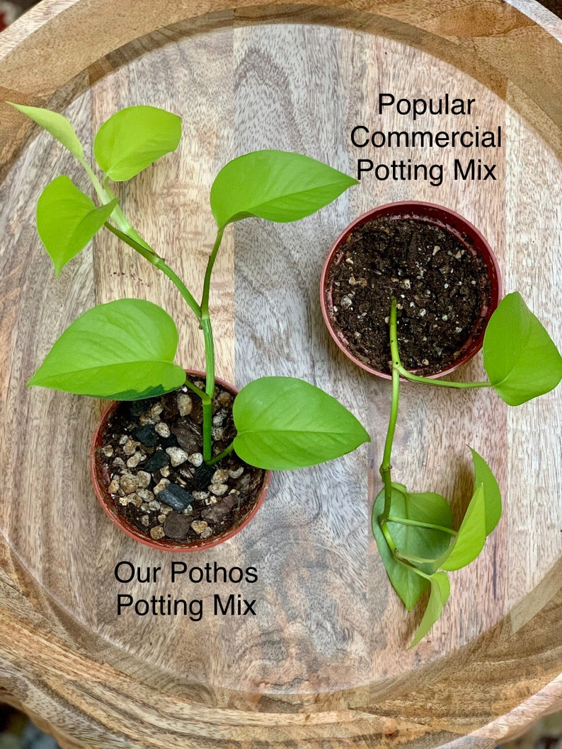 Pothos Potting Mix Etsy