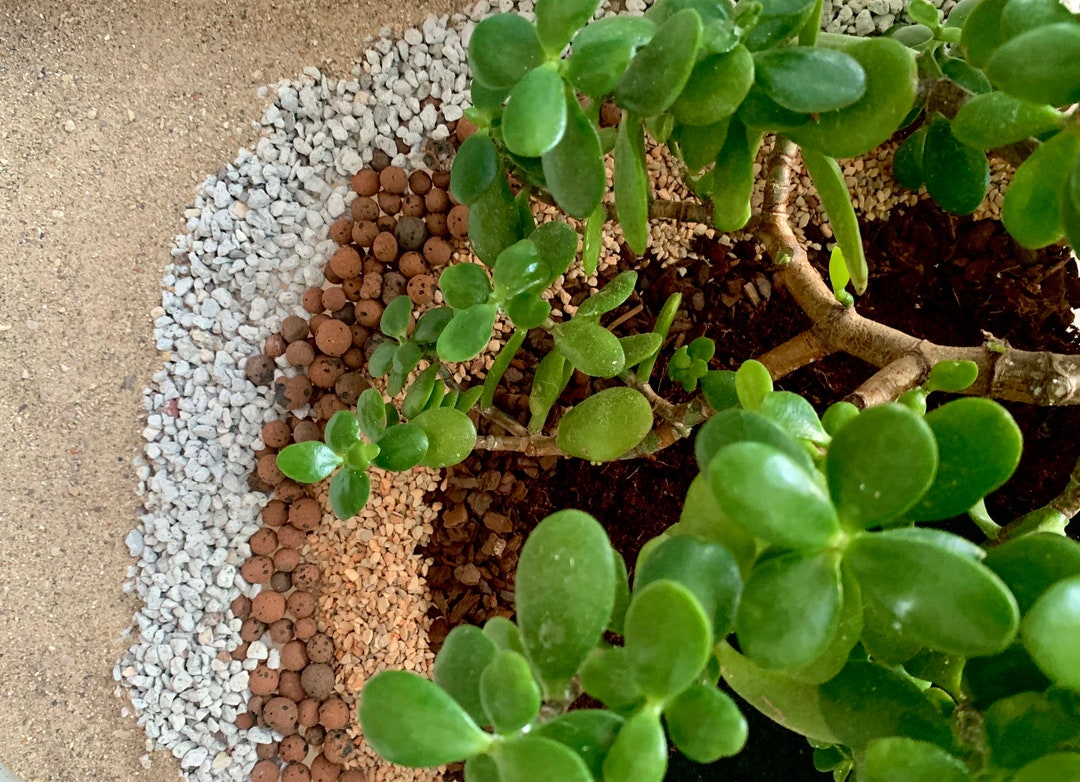 Jade Potting Mix Etsy