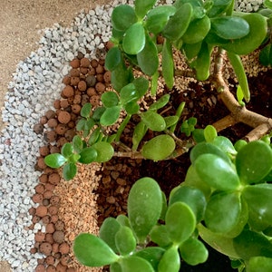 Jade Soil - Etsy