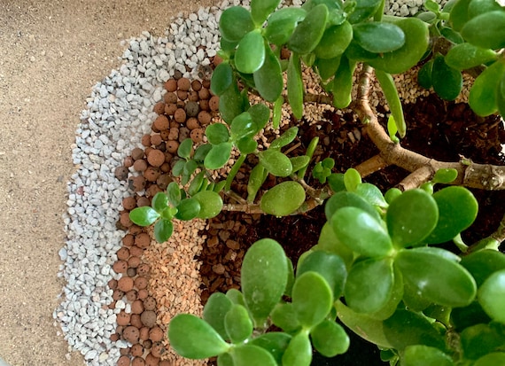 Buy Jade Potting Mix Online in India - Etsy