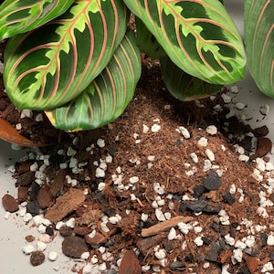 May include: Close-up of a pile of potting soil with white, brown, and black components. The soil is spilling out of a terracotta pot with a green leafy plant with red veins.