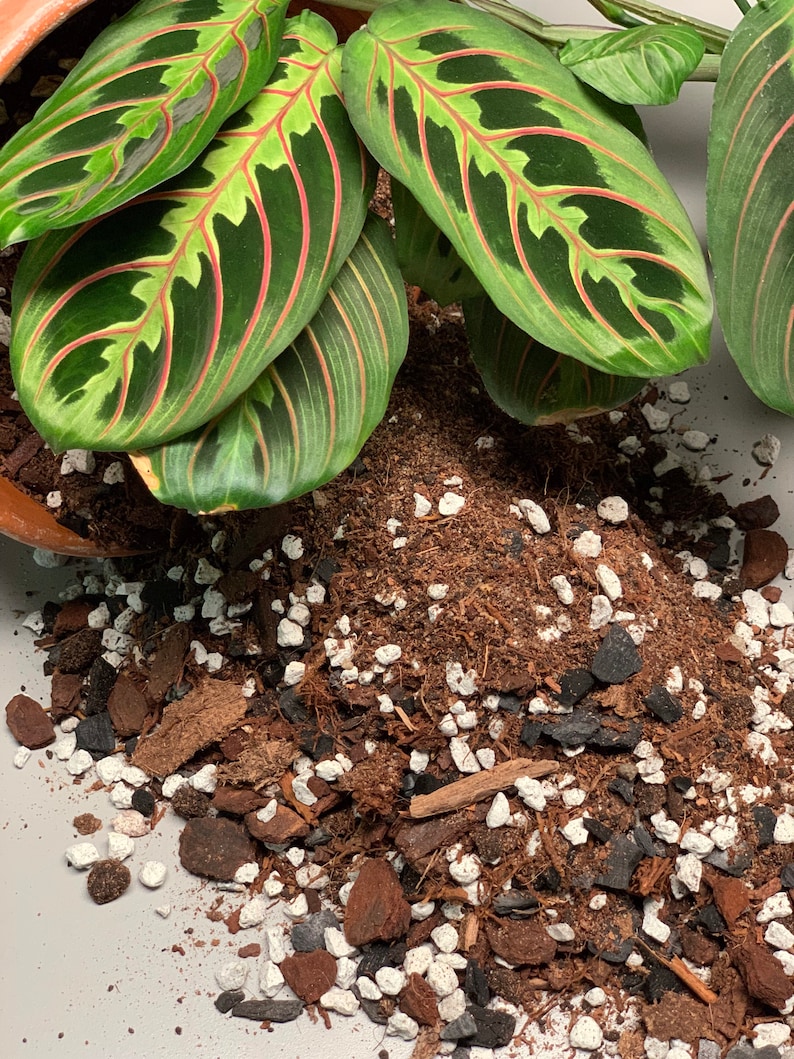May include: Close-up of a pile of potting soil with white, brown, and black components. The soil is spilling out of a terracotta pot with a green leafy plant with red veins.