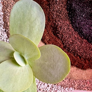 Aloe Soil Mix - Etsy