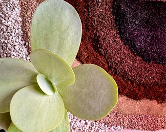 Succulent and Cactus Potting Mix