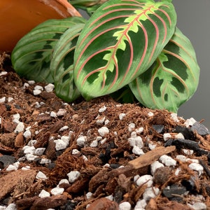 May include: Close-up of a brown, black, and white potting mix with a green and red houseplant leaf on top.