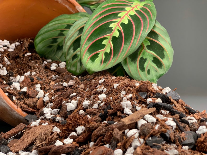 May include: Close-up of a brown, black, and white potting mix with a green and red houseplant leaf on top.