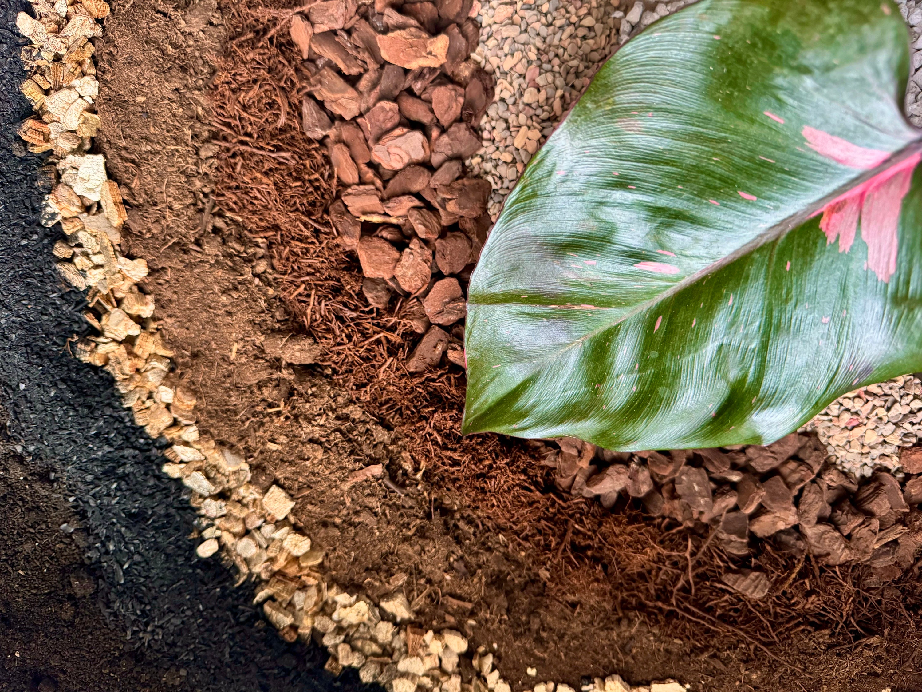 Image showcasing Philodendron Potting Mix - Etsy