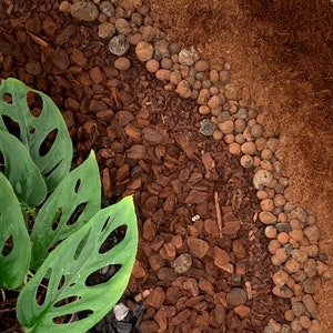 May include: A close-up of a green monstera plant with large, holey leaves. The plant is growing in a bed of brown mulch and small, round stones.