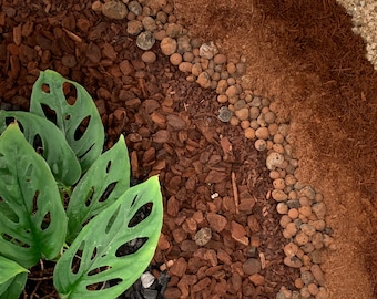 Monstera Potting Mix