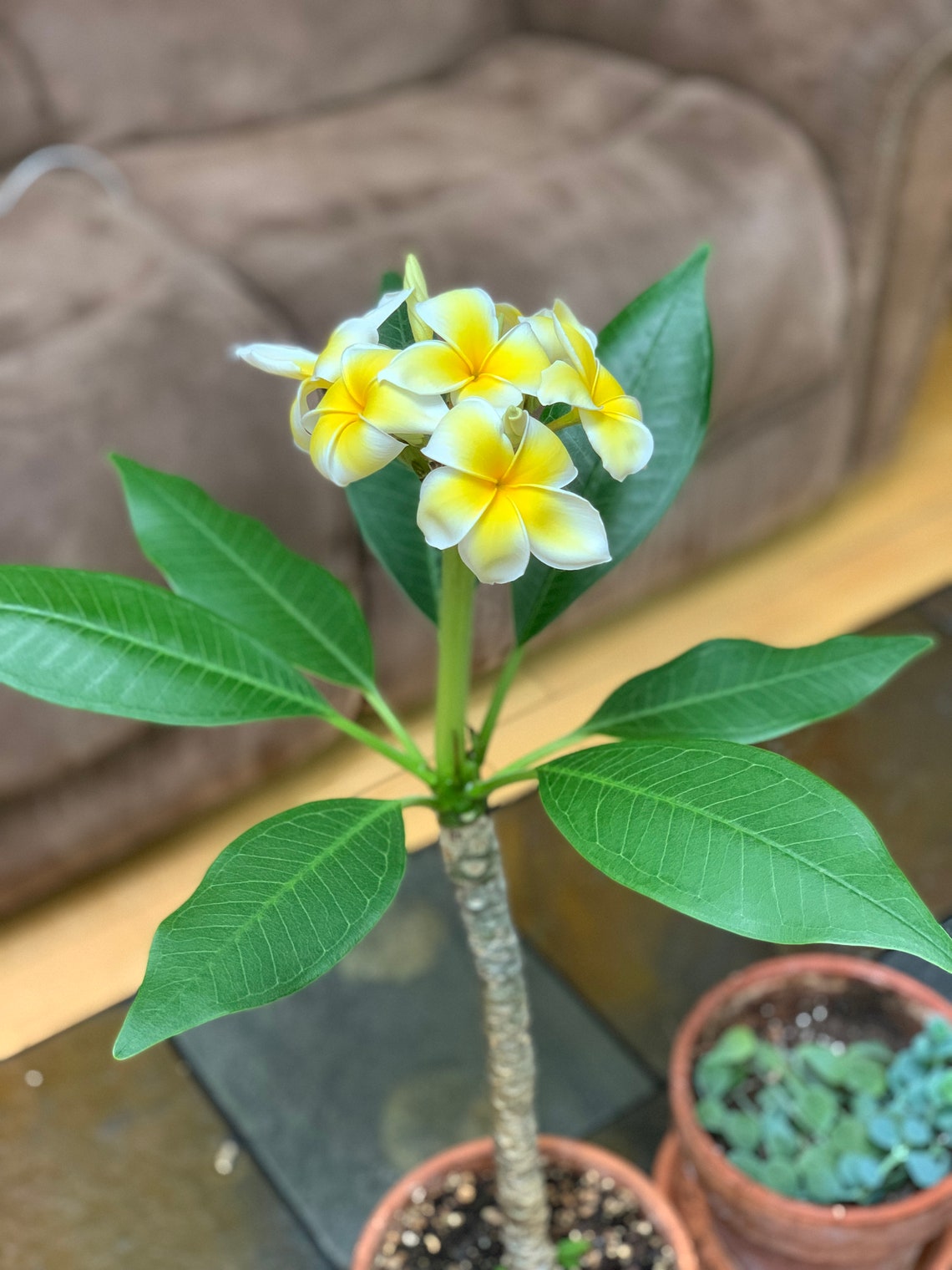 Plumeria Potting Mix Etsy