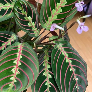 May include: A close-up of a houseplant with large, green leaves with red and white veins. The leaves are arranged in a fan shape, with the tips of the leaves pointing upwards. The plant has small, pink flowers.