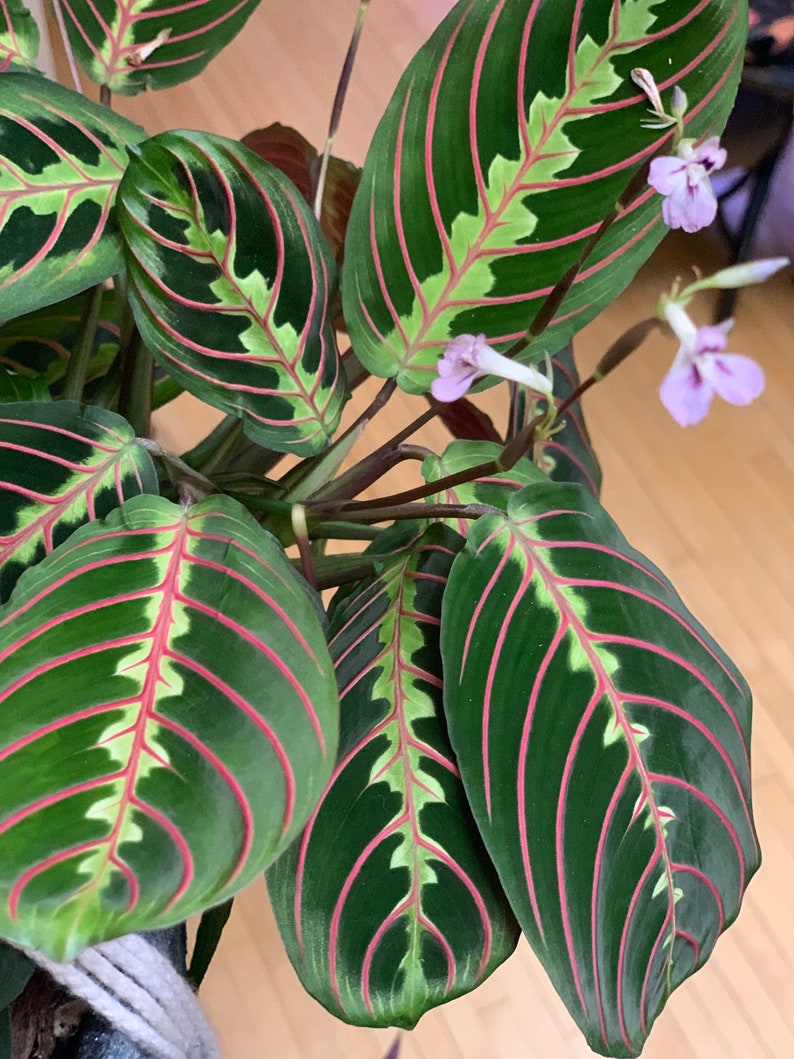 May include: A close-up of a houseplant with large, green leaves with red and white veins. The leaves are arranged in a fan shape, with the tips of the leaves pointing upwards. The plant has small, pink flowers.