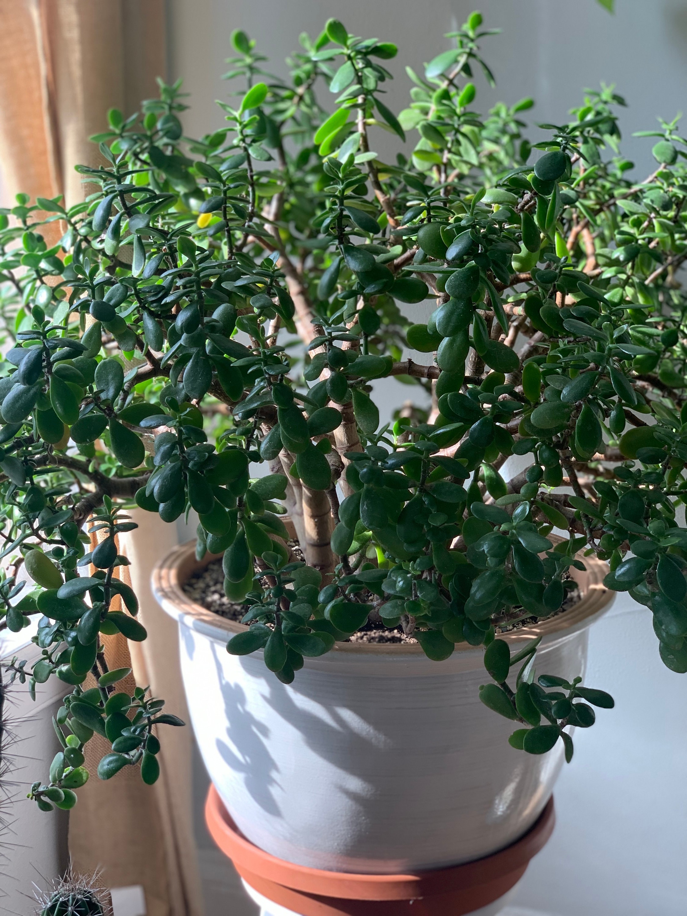 Jade Potting Mix Etsy