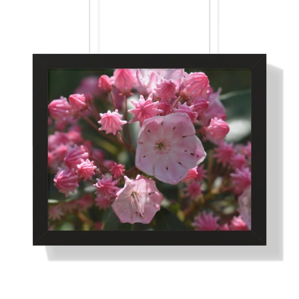 Pink Mountain Laurel Framed Horizontal Poster