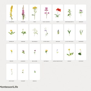 WILD FLOWERS, 24 Large Cards with Real Images & Proportions, Montessori toddler, Flash Nomenclature Cards, pdf printable image 2