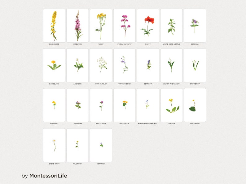WILD FLOWERS, 24 Large Cards with Real Images & Proportions, Montessori toddler, Flash Nomenclature Cards, pdf printable image 2
