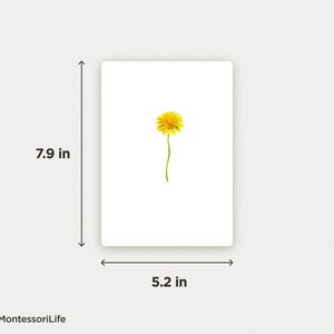 WILD FLOWERS, 24 Large Cards with Real Images & Proportions, Montessori toddler, Flash Nomenclature Cards, pdf printable image 3