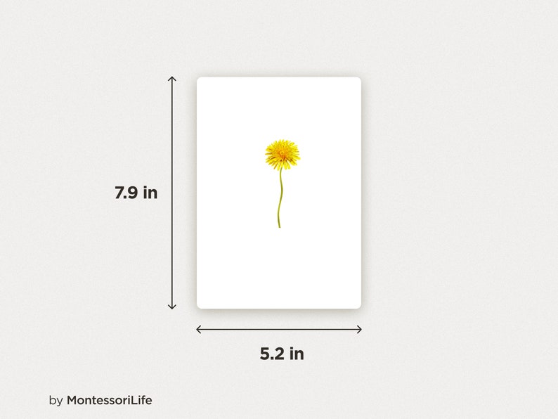 WILD FLOWERS, 24 Large Cards with Real Images & Proportions, Montessori toddler, Flash Nomenclature Cards, pdf printable image 3