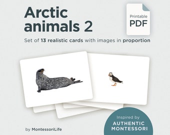 ARCTIC ANIMALS (set 2), 13 Large Cards with Real Images & Proportions, Montessori toddler, Flash Nomenclature Cards, PDF printable