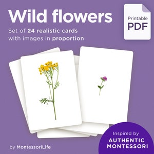 WILD FLOWERS, 24 Large Cards with Real Images & Proportions, Montessori toddler, Flash Nomenclature Cards, pdf printable image 1