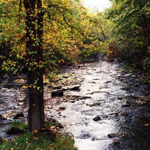 Autumn stream and fall foliage in Chittenango Falls NY color photography print Available Framed or Photo Only.
