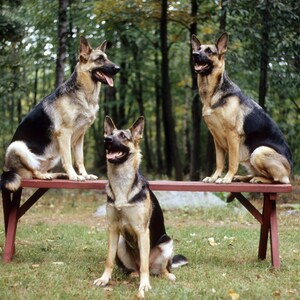 May include: Three German Shepherd dogs sitting on a red wooden bench in a forest setting. The dogs are looking up and appear to be alert.