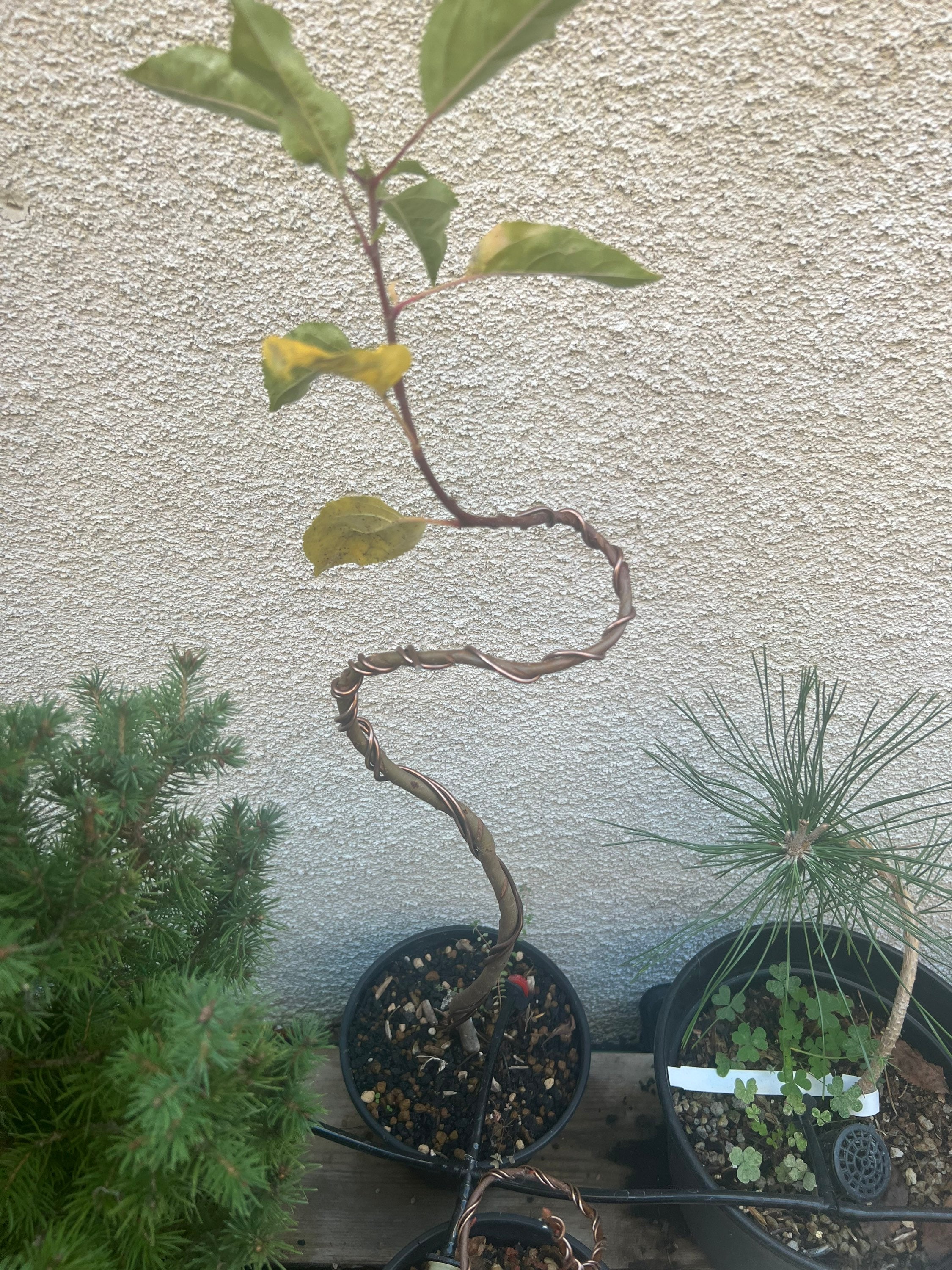 Apple Tree Bonsai Etsy