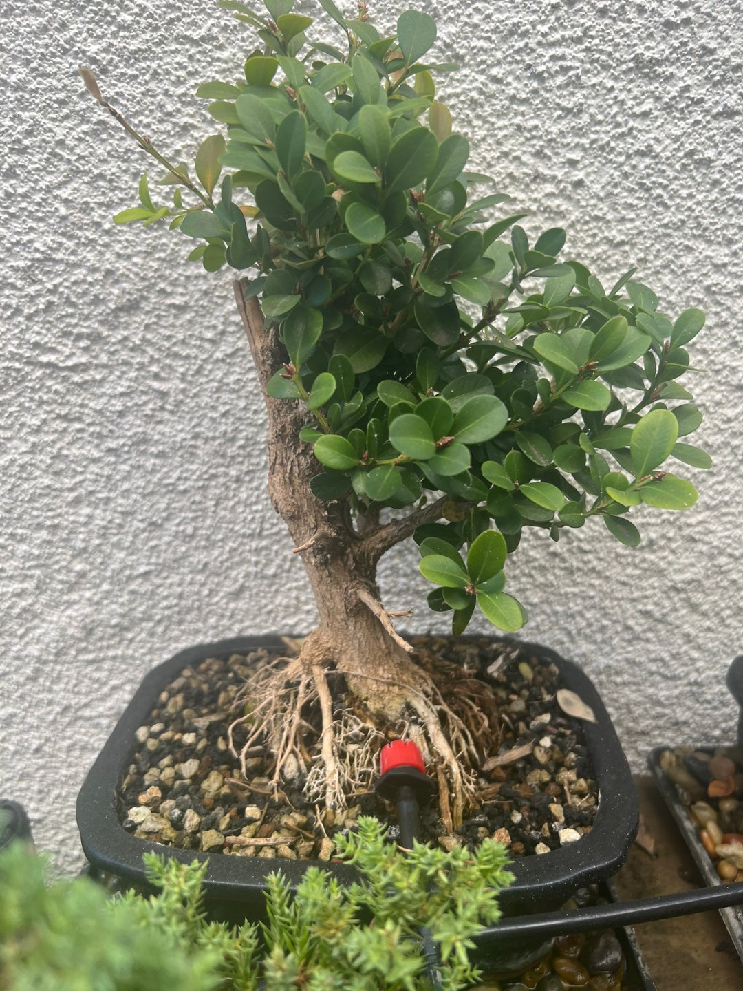 Japanese Boxwood Bonsai Tree Etsy