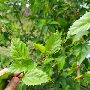 Hibiscus Mar Pacifico Dragons blood fresh plant espiritismo protective Spiritual Cleansing Herbs Powerful hierba Flor De Jamaica planta