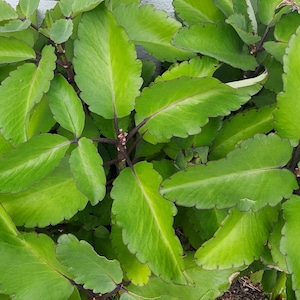Siempre Viva herb Prodigiosa plant Dundun Spiritual  Powerful hierba used for ebo rogacion Osain Omiero abamoda kalanchoe