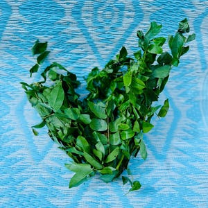 Quita Maldicion - Curse Removing herb - Spiritual Cleansing Herbs Powerful hierba used to remove Spells, Curses & Hexes Grey knickers plant