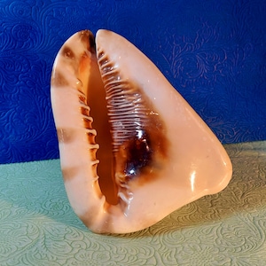 May include: A large, light pink seashell with a brown interior. The shell is open and has a smooth, glossy finish.
