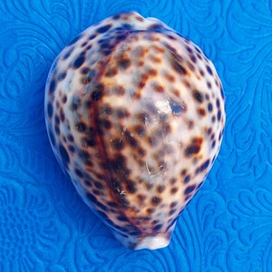 Orisha Shells Dilogun orisha - Money Cowries - Orisha Oko Santeria Lucumi Orisha divination Yoruba iyawo caracoles Aje Oshumare owo eyo ebo