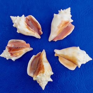 Sea Shell orisha set ananagume olokun olosa iroko dada ocha ifa orisa funfun herramientas yoruba santeria lucumi ocha osain ifa