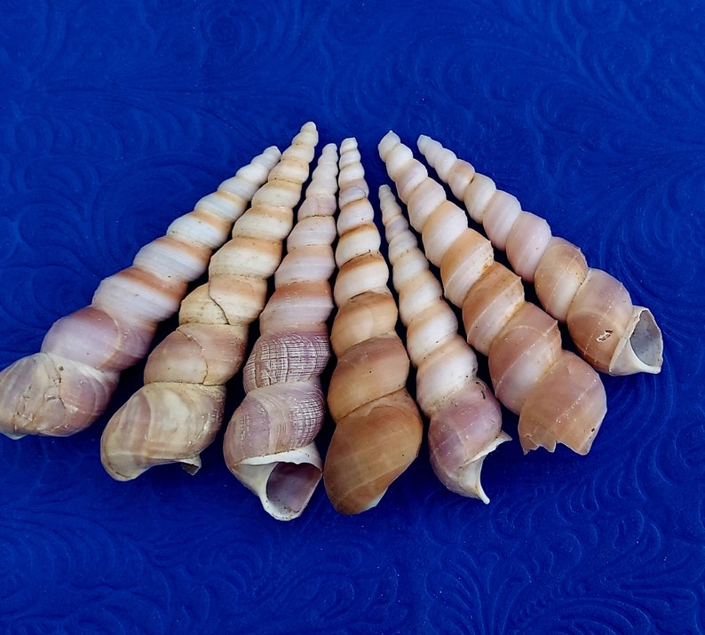 Orisha Oko & Korinkoto shells caracoles kori orisa korikoto scarecrow oricha irawo ocha corincoto ocha santeria ifa lucumi yoruba oricha
