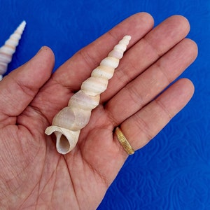 Orisha Oko & Korinkoto shells caracoles kori orisa korikoto scarecrow oricha irawo ocha corincoto ocha santeria ifa lucumi yoruba oricha