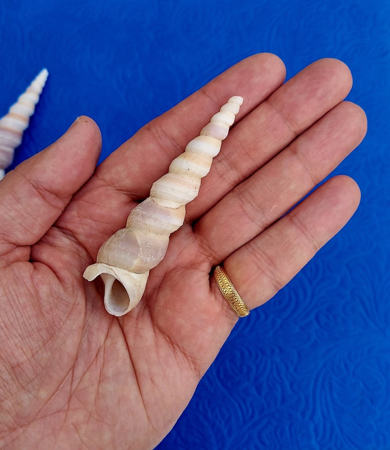 Orisha Oko & Korinkoto shells caracoles kori orisa korikoto scarecrow oricha irawo ocha corincoto ocha santeria ifa lucumi yoruba oricha