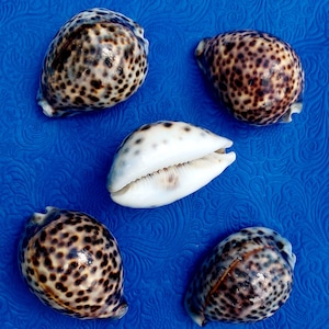 Tijger Kauri&#39;s Orisha Shells Dilogun orisha tigre Oshun Ibu Kole Oya Oko Santeria Lucumi waarzeggerij Yoruba caracole Aje Oshumare tools sopera