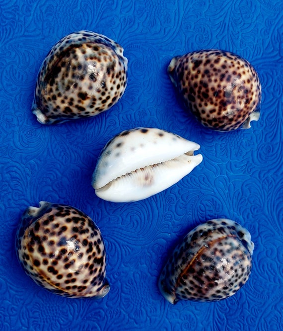 Tiger Cowries Orisha Shells Dilogun orisha tigre Oshun Ibu Kole Oya Oko Santeria Lucumi divination Yoruba caracole Aje Oshumare tools sopera