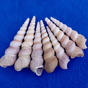Orisha Oko & Korinkoto shells caracoles kori orisa korikoto scarecrow oricha irawo ocha corincoto ocha santeria ifa lucumi yoruba oricha