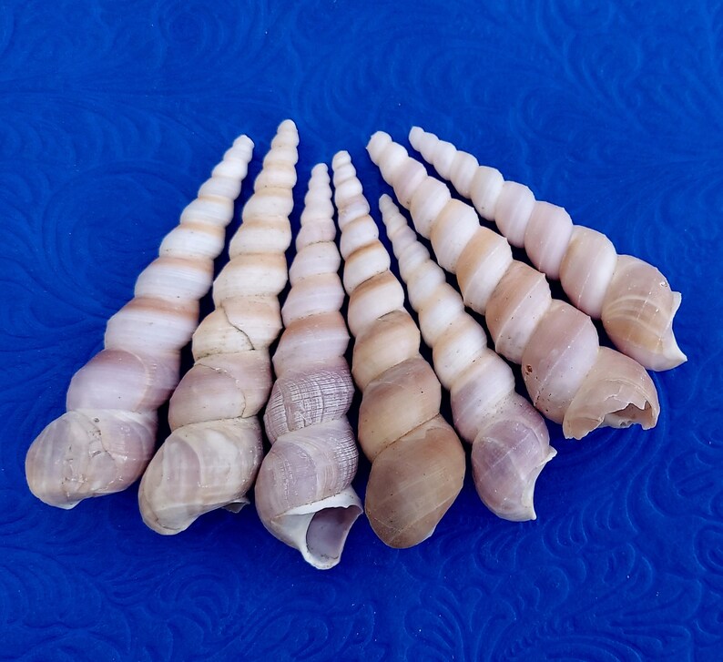 Orisha Oko & Korinkoto shells caracoles kori orisa korikoto scarecrow oricha irawo ocha corincoto ocha santeria ifa lucumi yoruba oricha