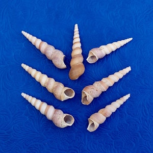 Puede incluir: Siete conchas marinas dispuestas en forma de estrella sobre un fondo azul. Las conchas son de color marrón claro y tienen forma espiral.