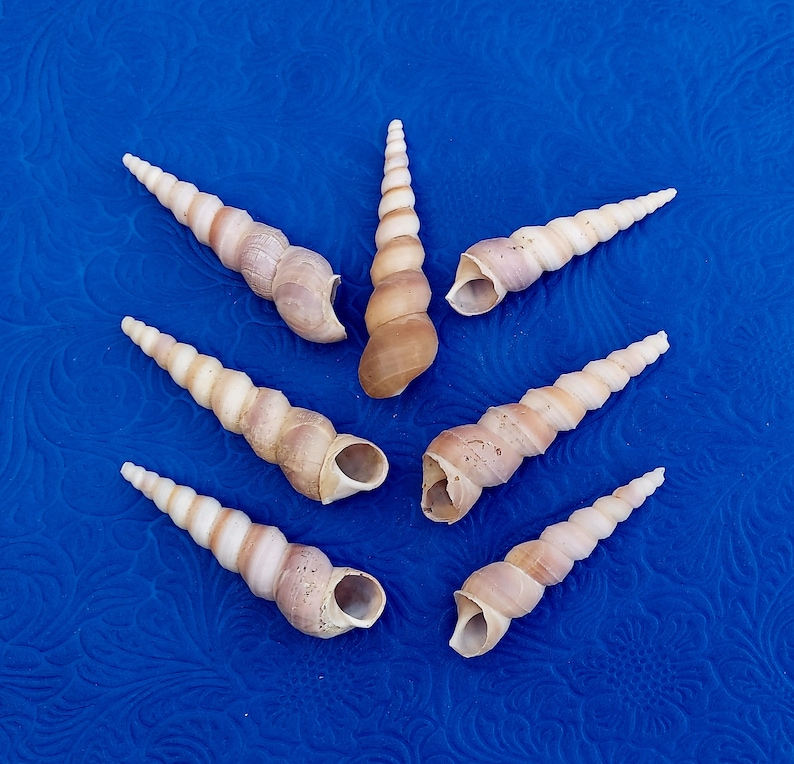 Orisha Oko & Korinkoto shells caracoles kori orisa korikoto scarecrow oricha irawo ocha corincoto ocha santeria ifa lucumi yoruba oricha